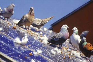 Vogelkot auf der Solaranlage